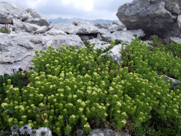 Fioriture in quota